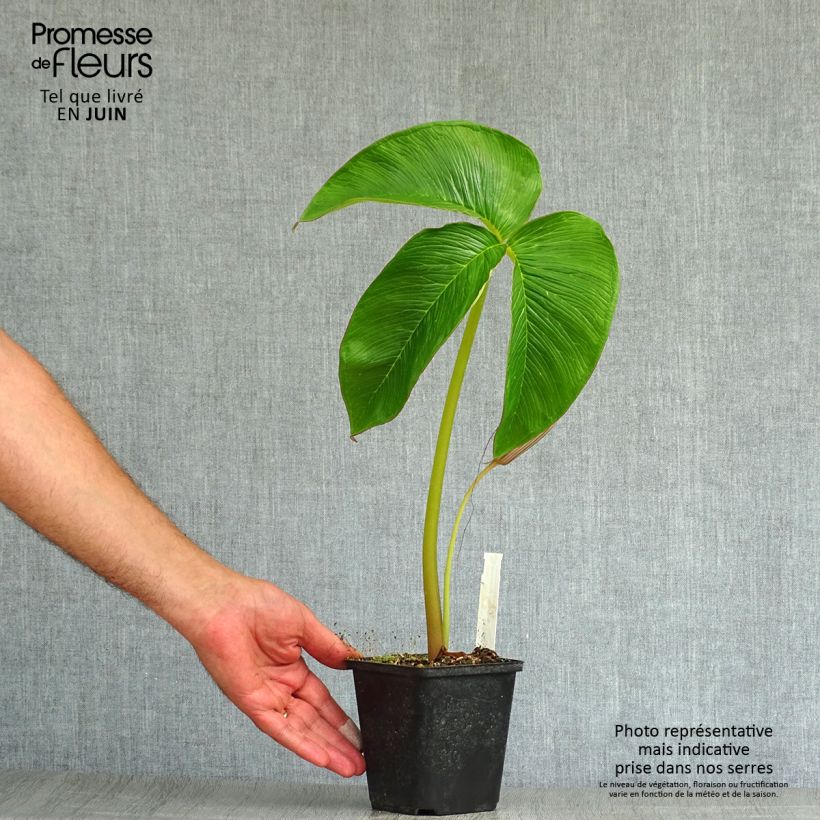 Arisaema costatum 8/9 cm pot sample as delivered in summer