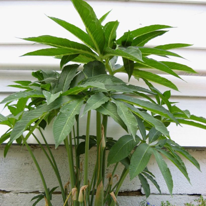 Arisaema dracontium (Foliage)