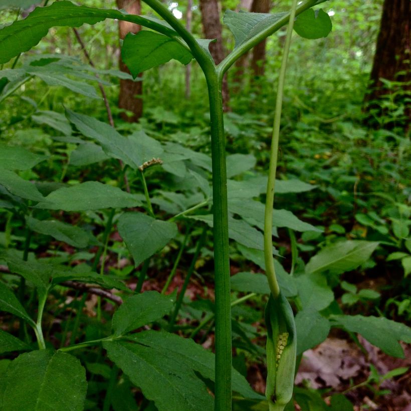 Arisaema dracontium (Flowering)