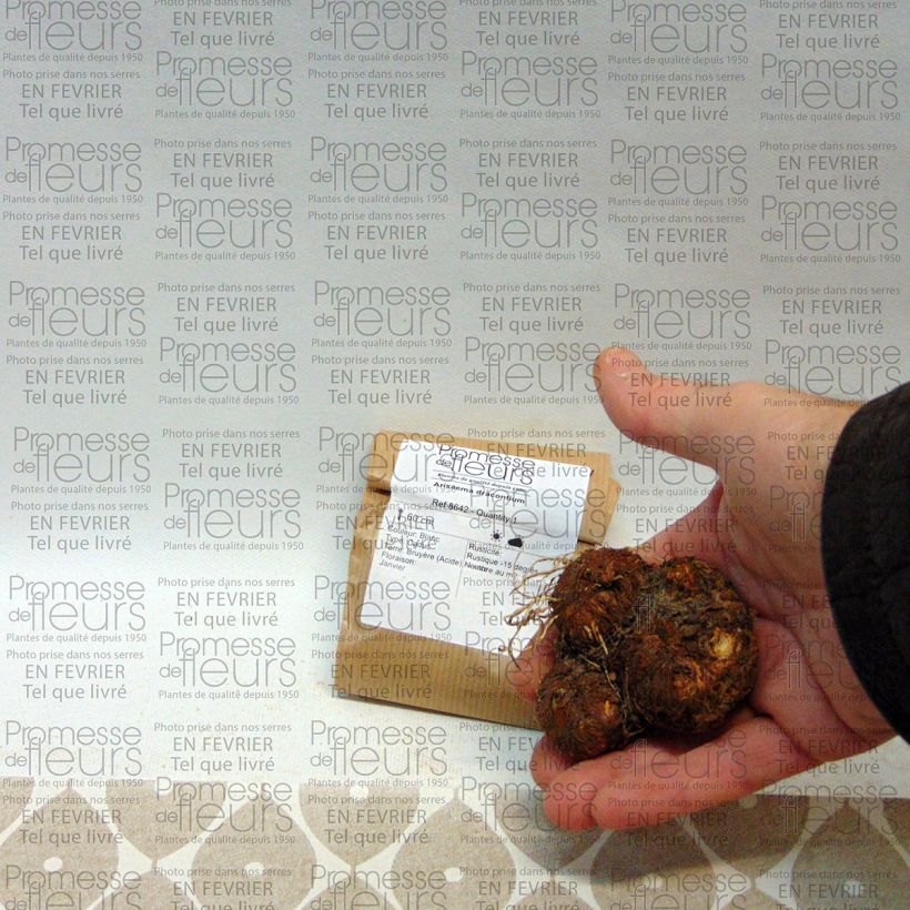 Example of Arisaema dracontium Bulb specimen as delivered