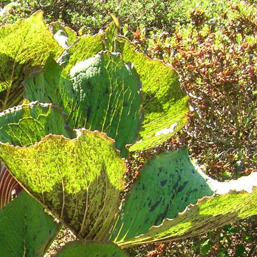 Arisaema elephas (Foliage)