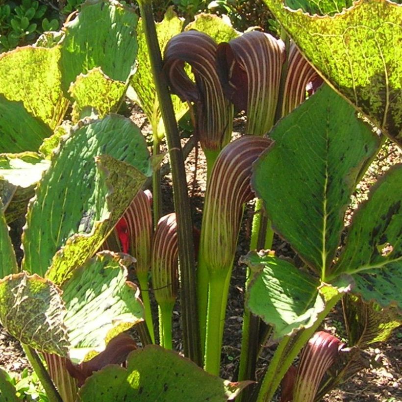 Arisaema elephas (Flowering)