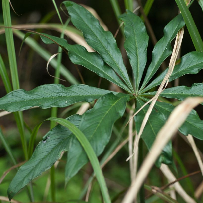 Arisaema erubescens (Foliage)