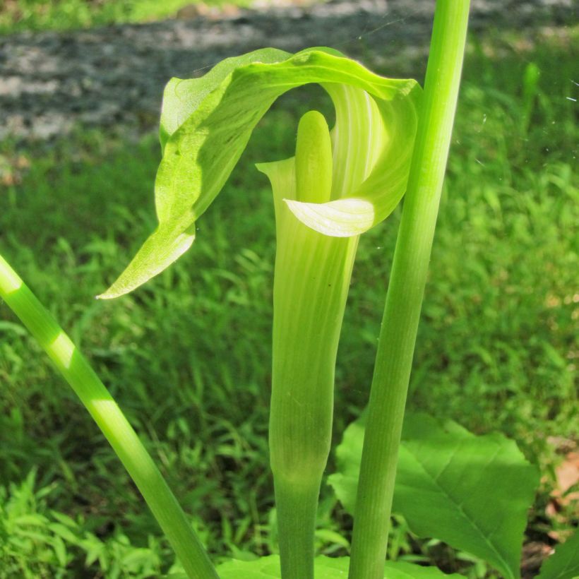 Arisaema erubescens (Flowering)