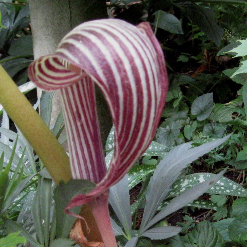 Arisaema fargesii (Flowering)