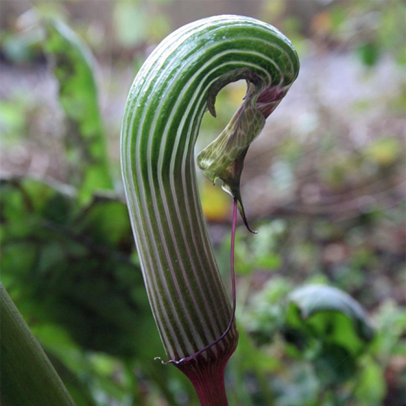 Arisaema galeatum (Flowering)