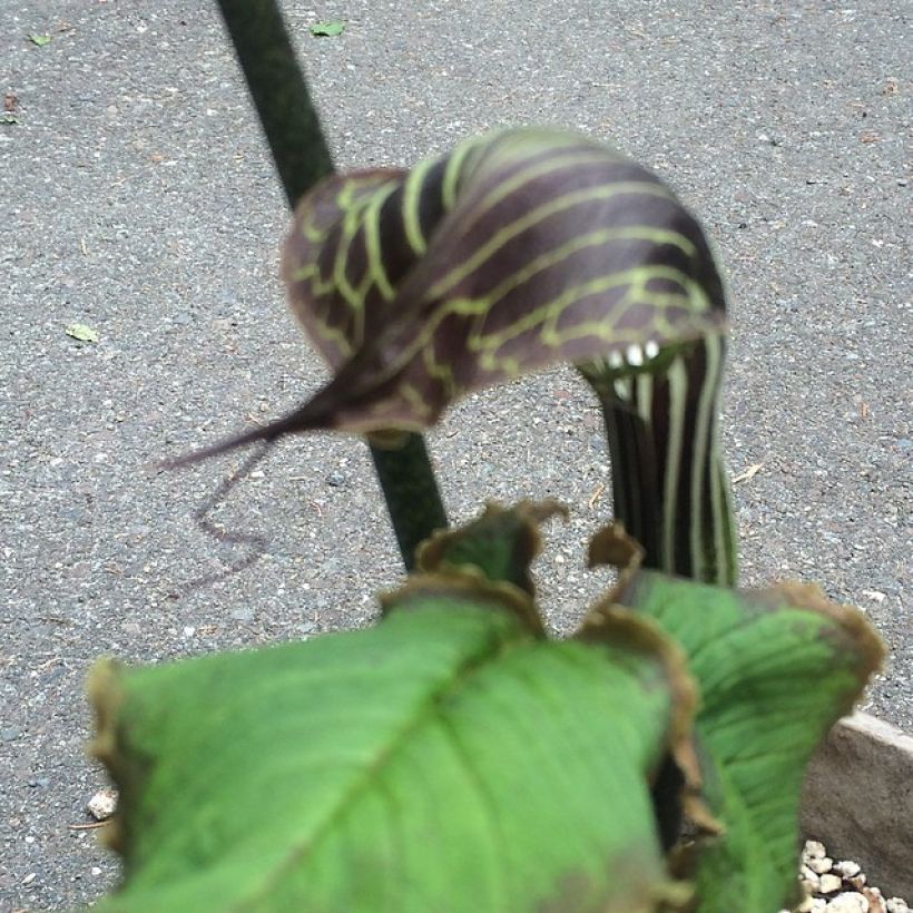 Arisaema griffithii (Flowering)