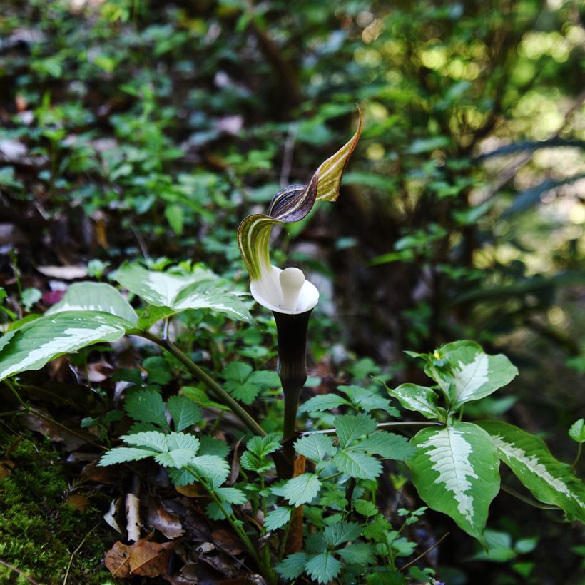 Arisaema sikokianum (Plant habit)