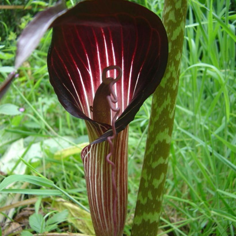 Arisaema speciosum (Flowering)