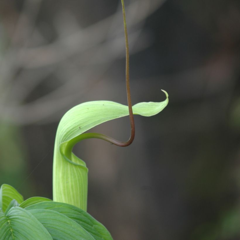 Arisaema tortuosum (Flowering)