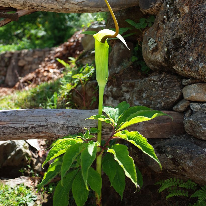 Arisaema tortuosum (Plant habit)