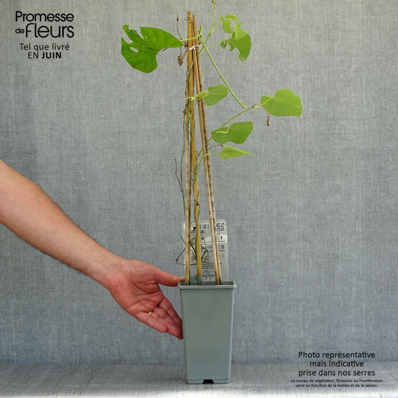 Aristolochia macrophylla  1L/1.5L pot sample as delivered in summer