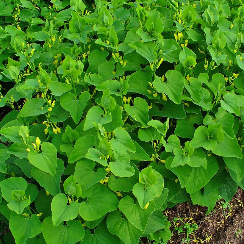 Aristolochia clematitis  (Plant habit)