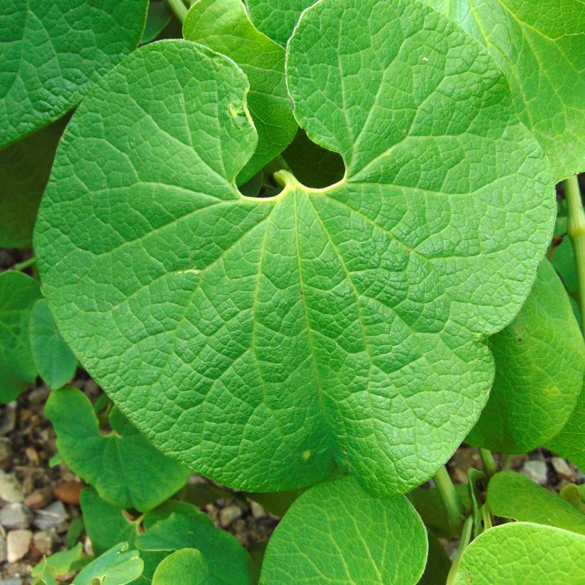 Aristolochia clematitis  (Foliage)