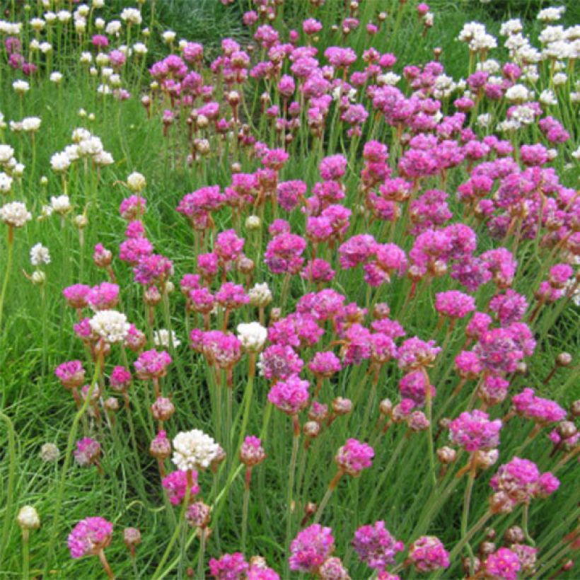 Armeria maritima splendens - Sea Thrift (Flowering)