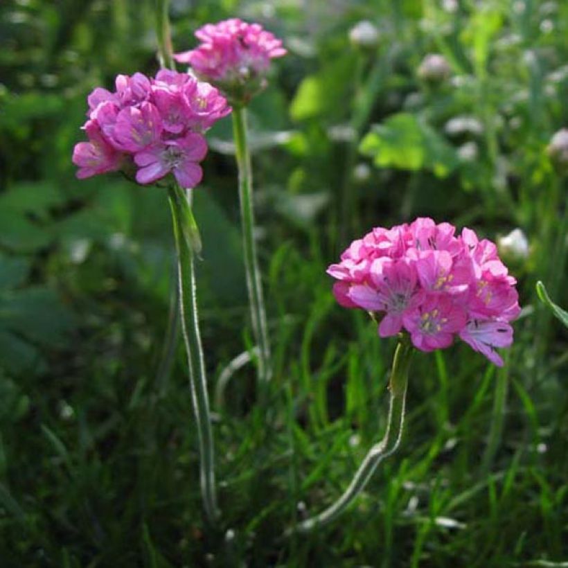 Armeria maritima Rosea - Sea Thrift (Plant habit)