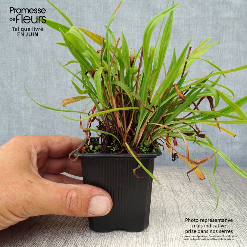 Armeria pseudarmeria Ballerina Red - Sea Thrift 8/9 cm pot sample as delivered in summer