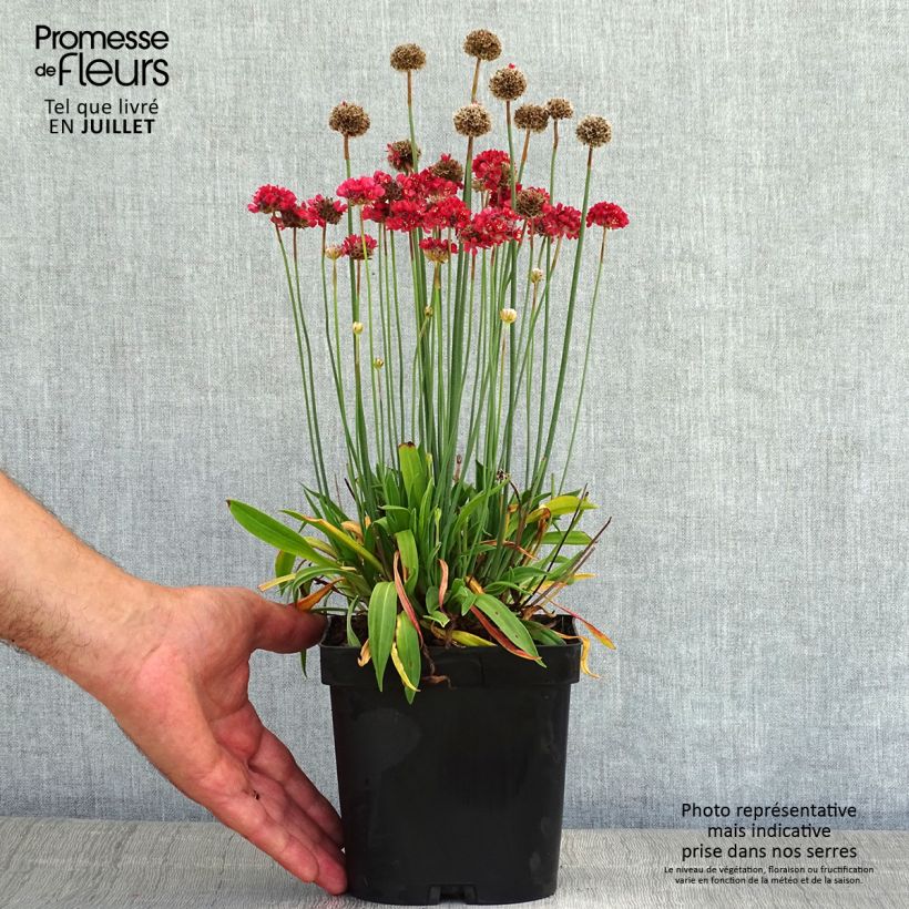 Armeria pseudarmeria Ballerina Red - Sea Thrift 2L/3L pot sample as delivered in summer