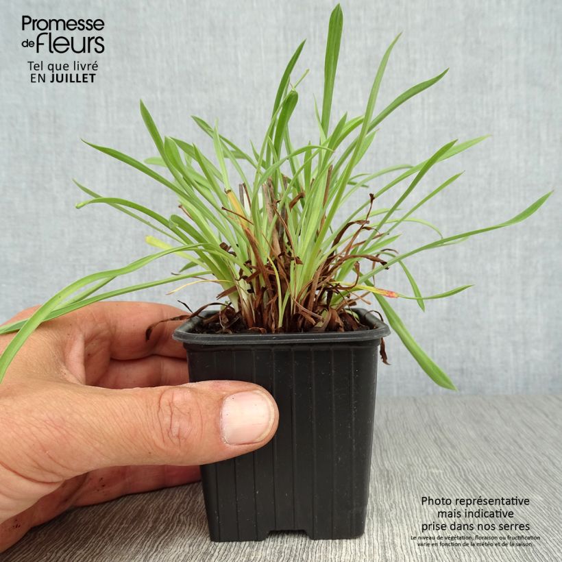 Armeria pseudarmeria Ballerina White - Sea Thrift 8/9 cm pot sample as delivered in summer