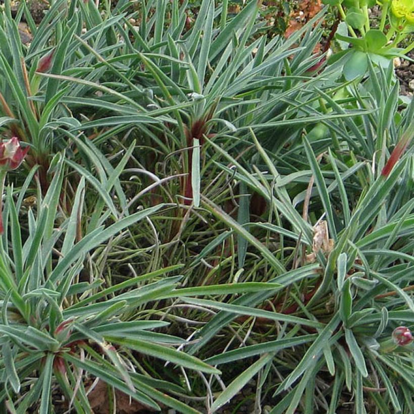 Armeria welwitschii - Sea Thrift (Foliage)