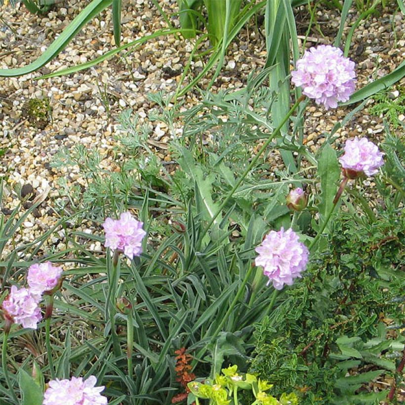 Armeria welwitschii - Sea Thrift (Flowering)