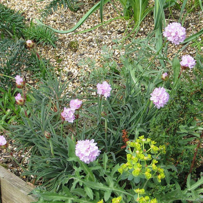 Armeria welwitschii - Sea Thrift (Plant habit)