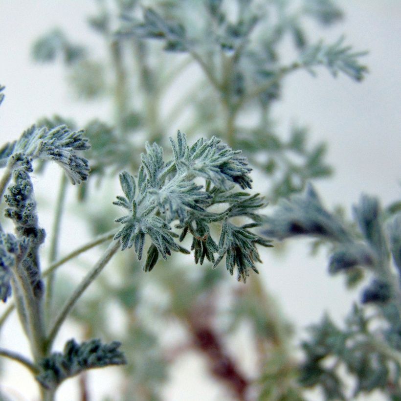 Artemisia arborescens Little Mice (Foliage)