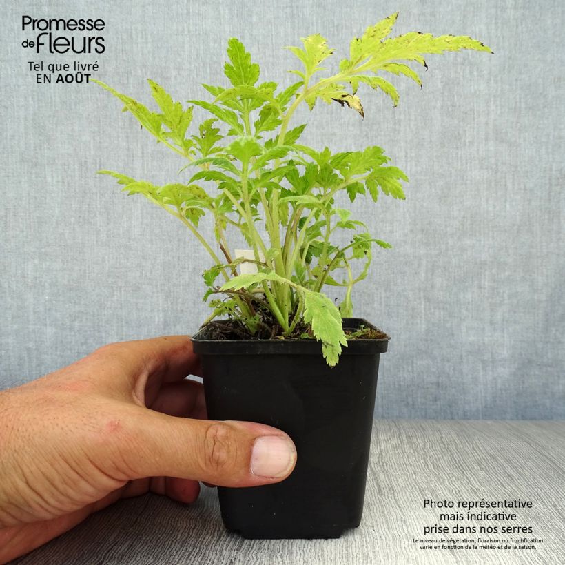 Artemisia lactiflora 8/9 cm pot sample as delivered in summer