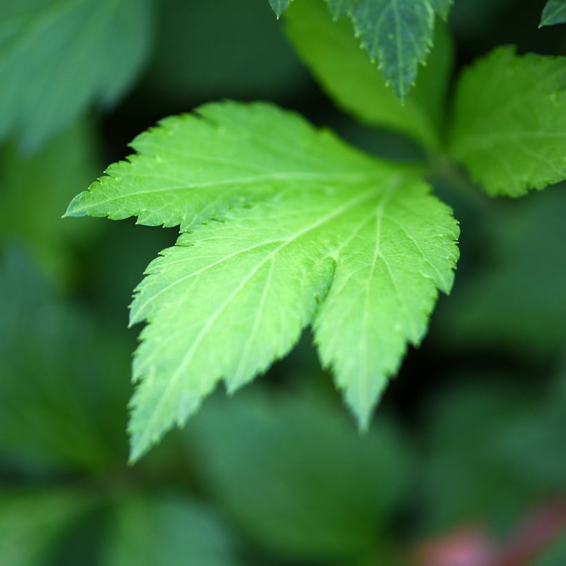 Artemisia lactiflora (Foliage)