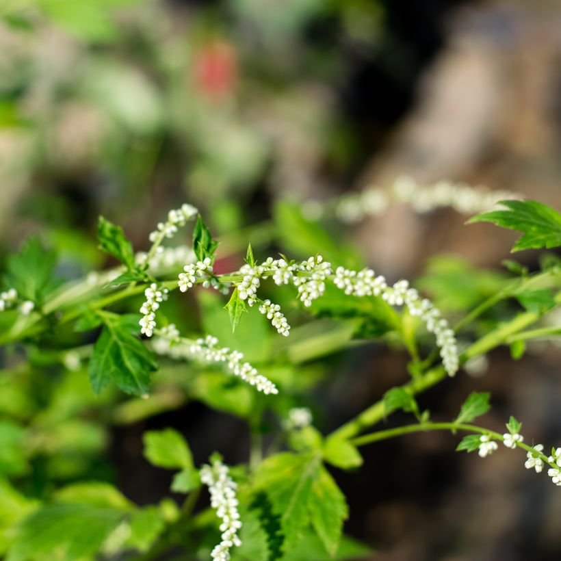 Artemisia lactiflora (Flowering)