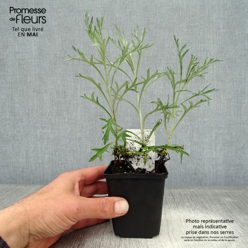Artemisia ludoviciana Silver Queen sample as delivered in spring