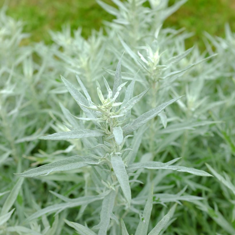 Artemisia ludoviciana Silver Queen (Foliage)