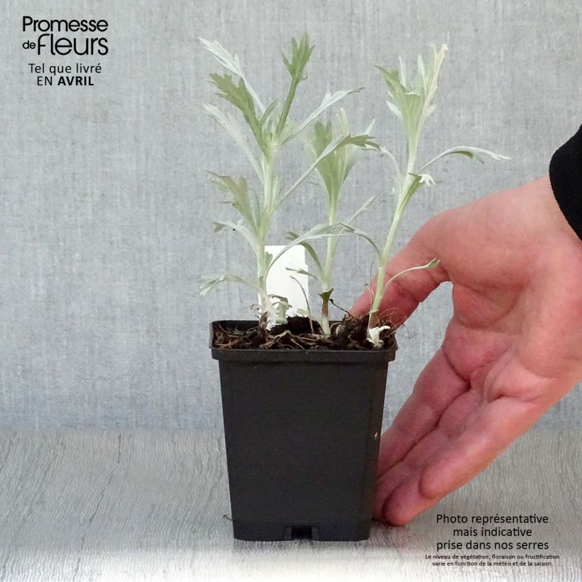 Artemisia ludoviciana Valerie Finnis sample as delivered in spring