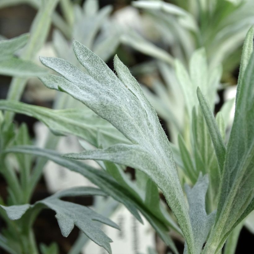 Artemisia ludoviciana Valerie Finnis (Foliage)