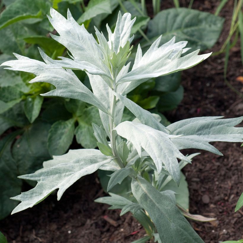 Artemisia ludoviciana Valerie Finnis (Plant habit)