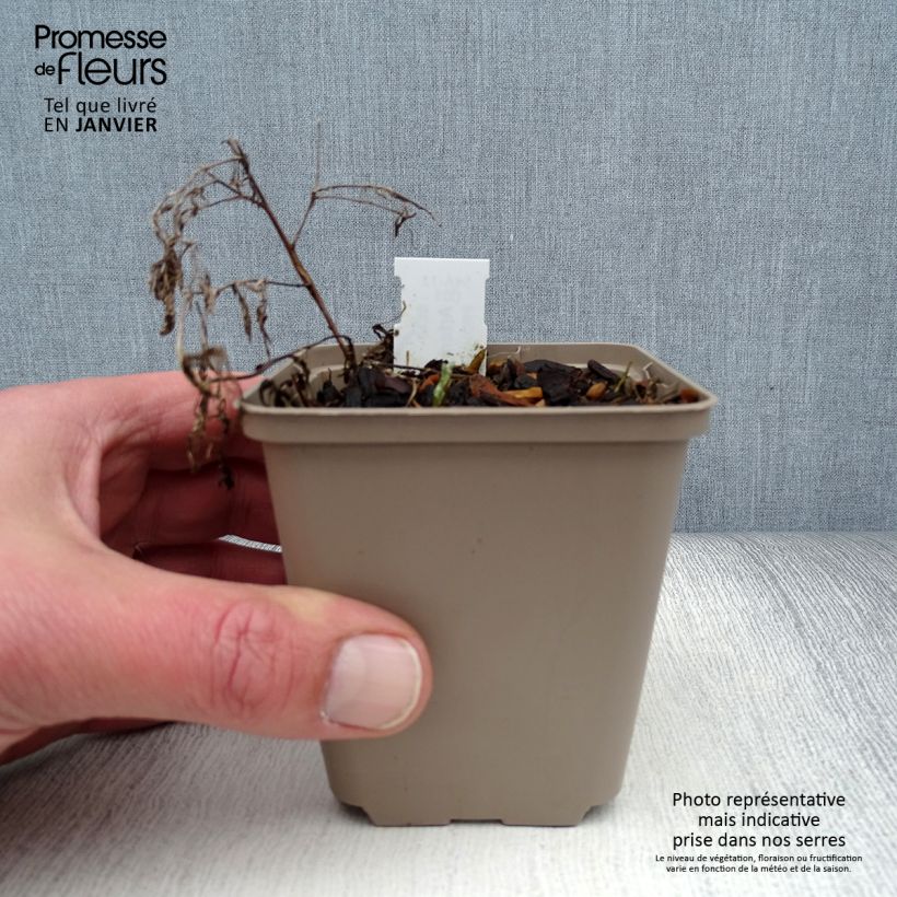 Artemisia pontica sample as delivered in winter