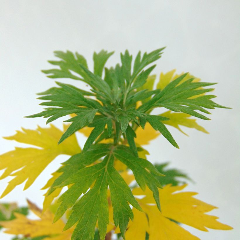 Mugwort - Artemisia vulgaris (Foliage)
