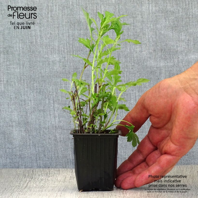 Mugwort - Artemisia vulgaris 7/8 cm pot sample as delivered in summer