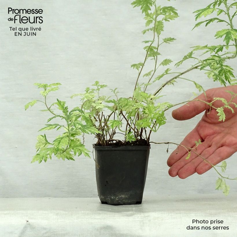 Artemisia vulgaris Oriental Limelight 8/9 cm pot sample as delivered in summer