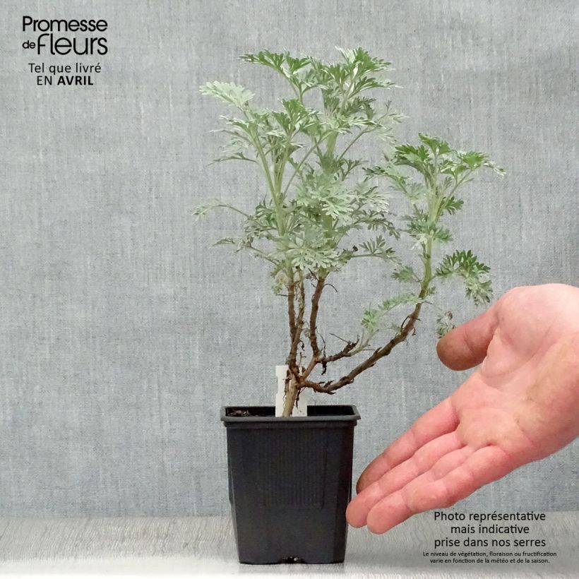 Artemisia arborescens Powis Castle sample as delivered in spring