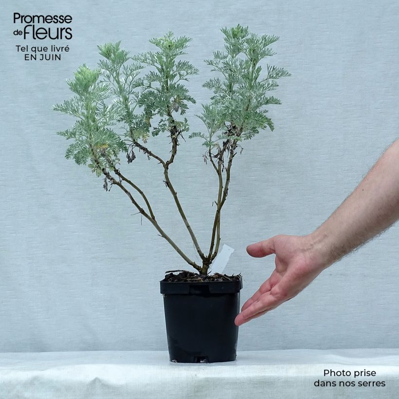 Artemisia arborescens Powis Castle 2L/3L pot sample as delivered in summer