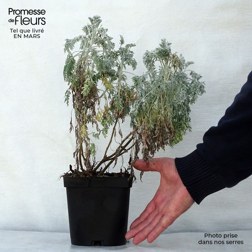 Artemisia arborescens Powis Castle sample as delivered in spring