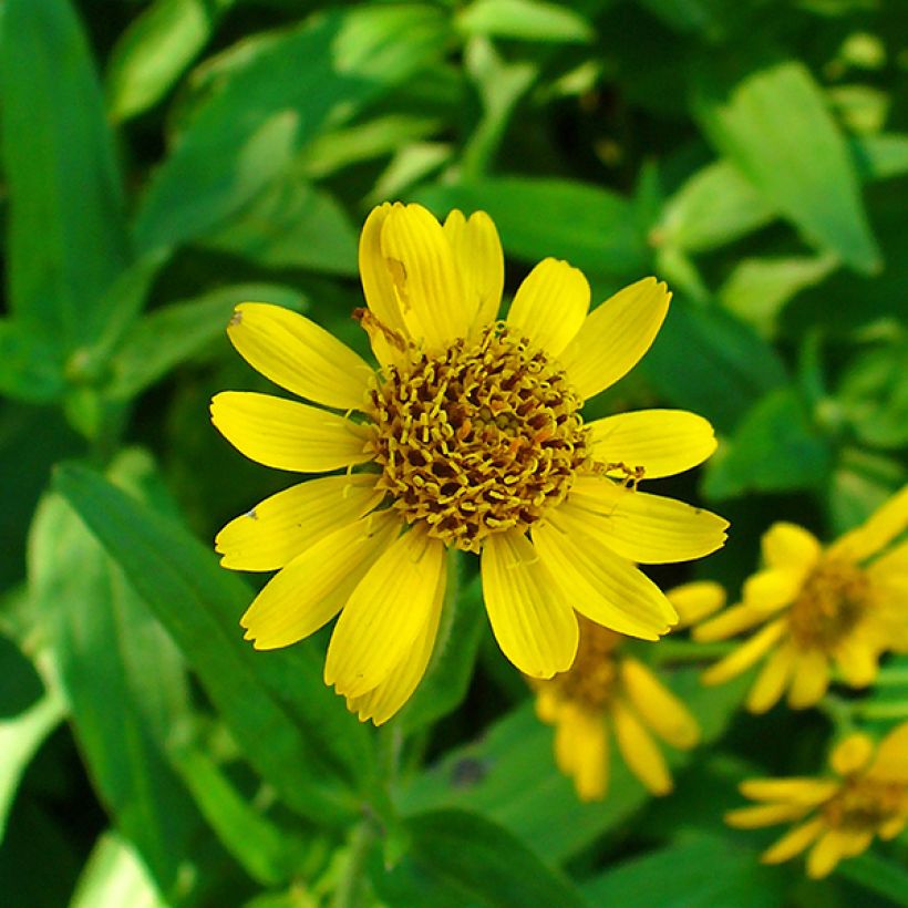 Arnica chamissonis (Flowering)