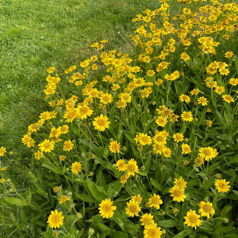 Arnica chamissonis (Plant habit)