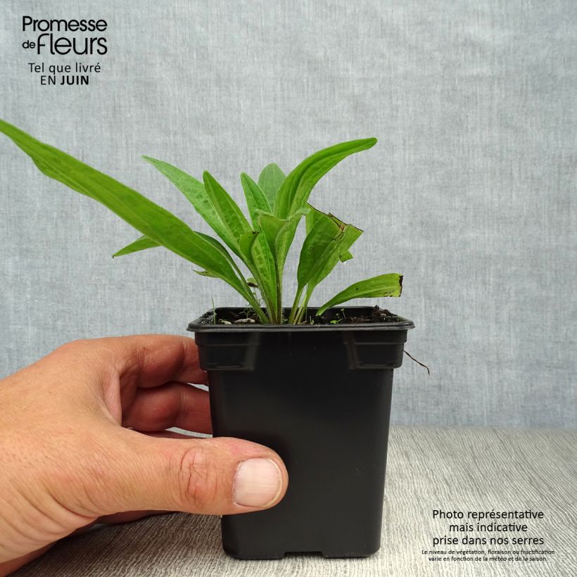 Arnica montana Bio 7/8 cm pot sample as delivered in summer