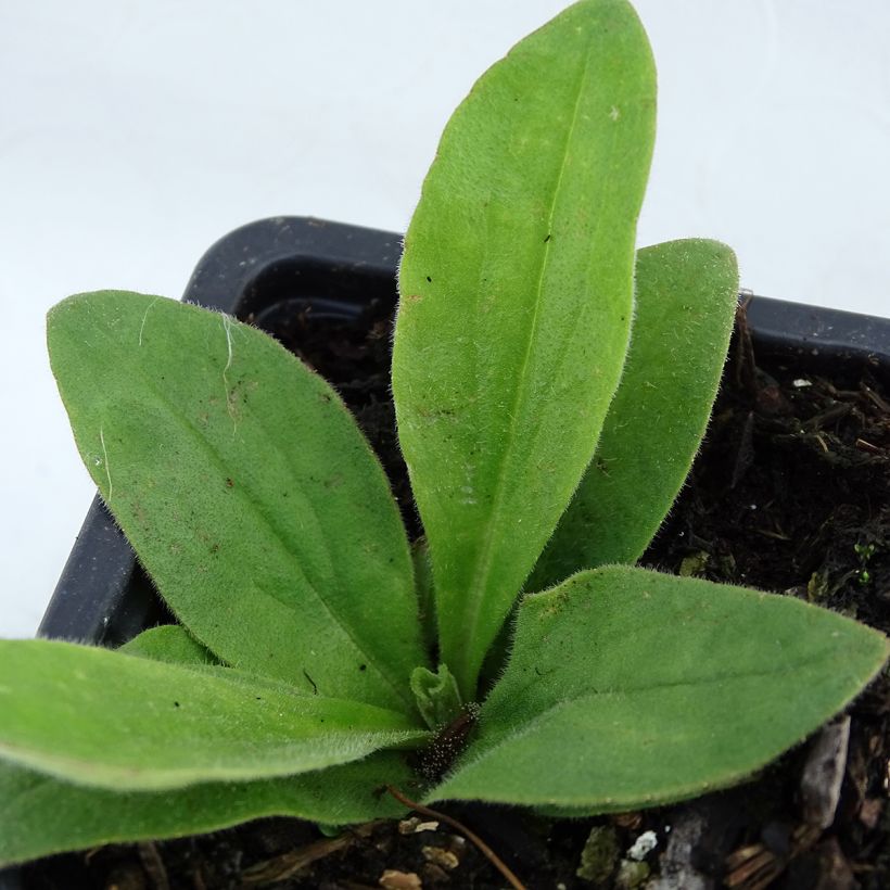 Arnica montana (Foliage)