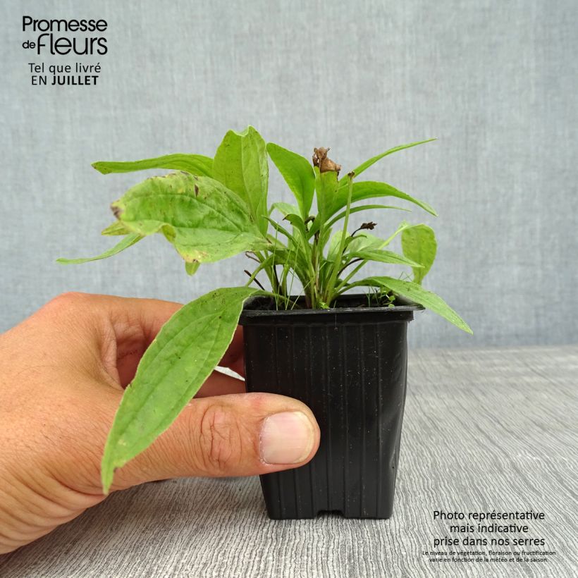 Arnica montana 8/9 cm pot sample as delivered in summer