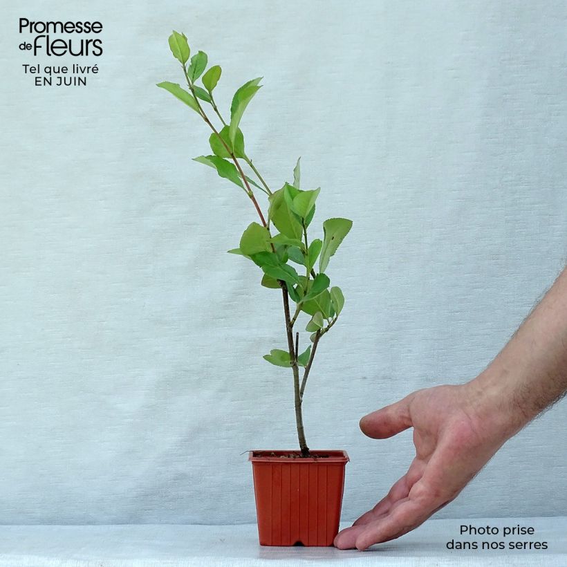 Aronia arbutifolia Brilliant 8/9 cm pot sample as delivered in summer
