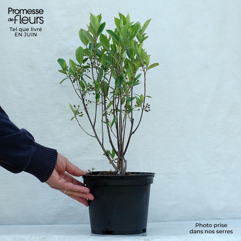 Aronia arbutifolia Brilliant 2L/3L pot sample as delivered in summer