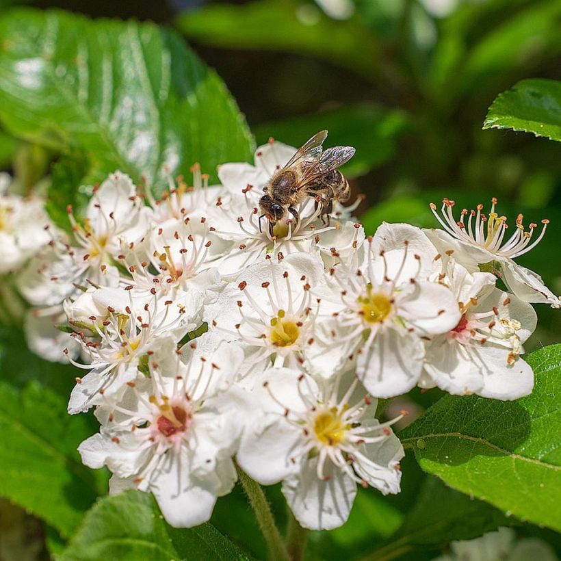 Aronia melanocarpa (Flowering)